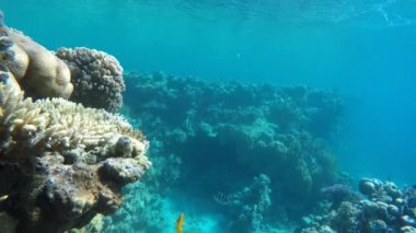 Okyanusta dalış. Su altında. Tropikal balık.