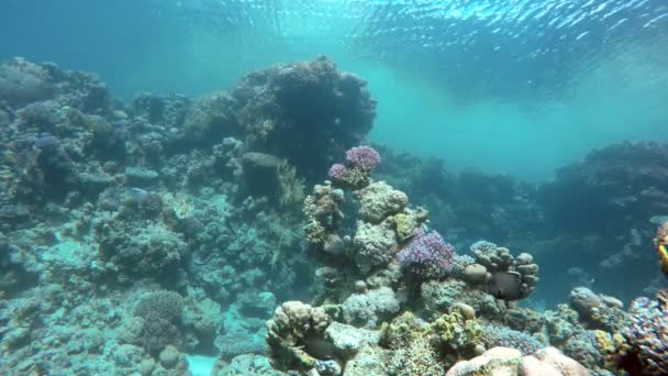 Die Tiefe des Ozeans. Unterwasserabenteuer. — Stockvideo