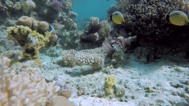 Hermoso arrecife de coral. La vida bajo el agua . — Vídeo de stock