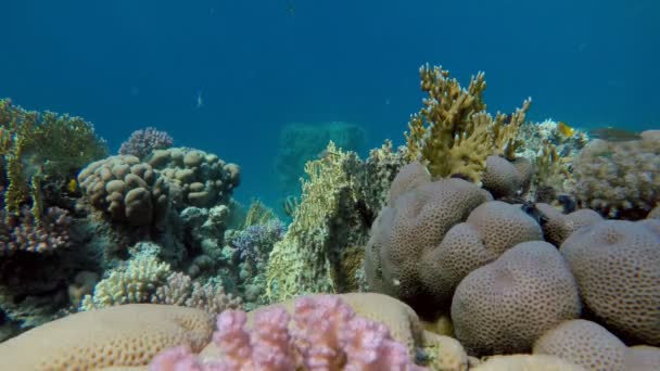 Immersioni su una barriera corallina tropicale. Vita sottomarina . — Video Stock