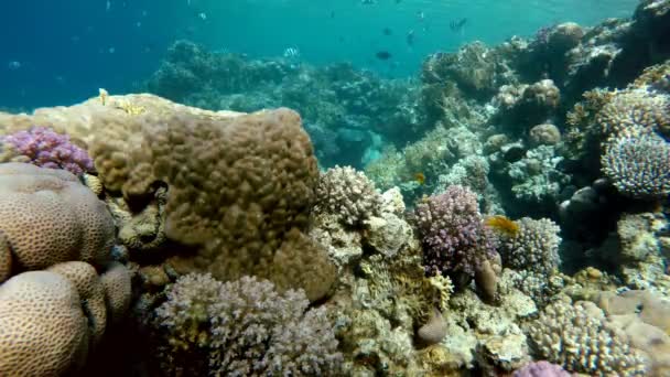 Коралловый риф. Экзотические рыбы . — стоковое видео