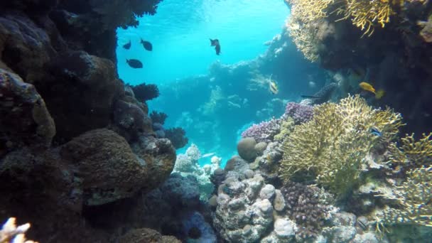 Sıcak tropikal deniz. Dünya Su altında. — Stok video