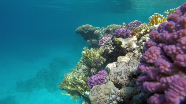 Under water. Tropical fish. — Stock Video