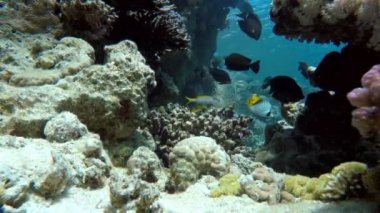Mercan kayalığı. Okyanus hayatta. Mercan kayalığı balık. 