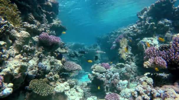 生活在水之下。珊瑚礁的鱼. — 图库视频影像