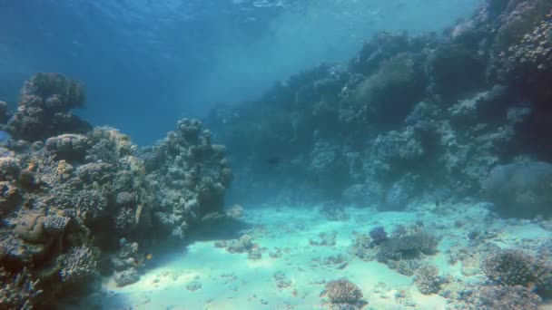Peces tropicales. Aventura submarina . — Vídeos de Stock