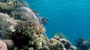 Okyanus hayatta. Bir tropik resif dalış. Denizaltı hayat. 