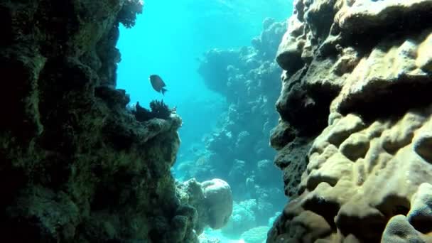 Belo recife de coral. Vida debaixo da água . — Vídeo de Stock