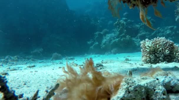 Submarine life.  Clear water. The depth of the ocean. Video Clip