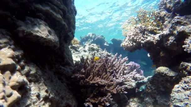 Duiken in de Oceaan. Onder water. Tropische vissen. — Stockvideo