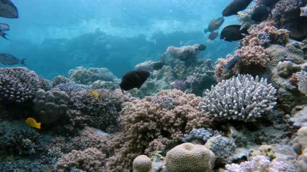 Flores de corais. Coral, mar , — Vídeo de Stock