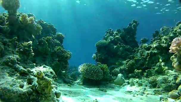 Mar tropical subaquático . — Vídeo de Stock