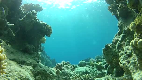 Podmořský život pod mořem. — Stock video