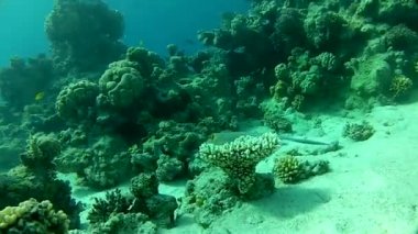 Panorama resifi, sığ mercan resifi