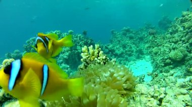 Komik mercanlar ve balıklar.