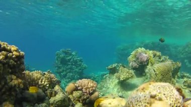 sığ derinliklerde mercan resifi