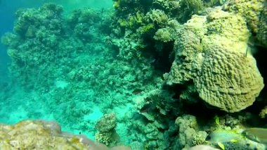 egzotik mercanlar, sualtı mercan mağaraları,