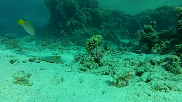 Mar tropical. Mar Vermelho. Debaixo d 'água . — Vídeo de Stock