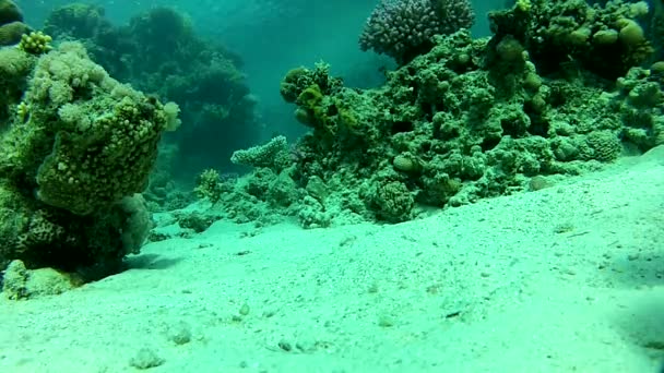 ロピカル海の冒険. — ストック動画