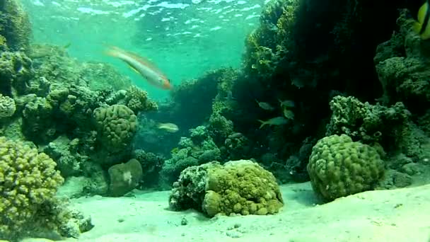 Unter Wasser. Rotes Meer. — Stockvideo