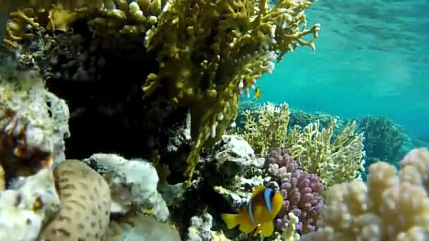 Mare tropicale. Pesce . — Video Stock