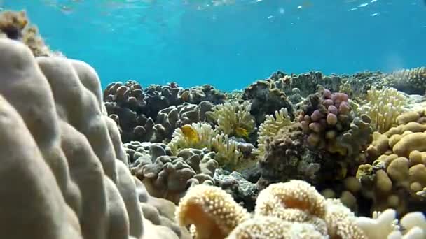 Abenteuer unter Wasser. tropisches Meer. — Stockvideo