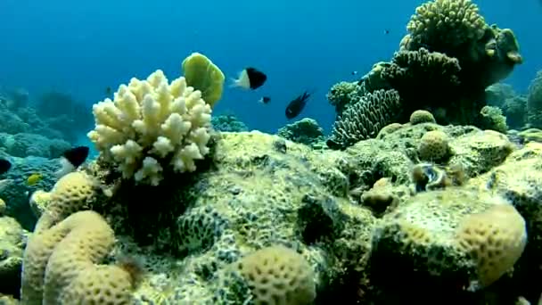 Uma caverna subaquática. Mergulho com snorkel no Mar Vermelho . — Vídeo de Stock