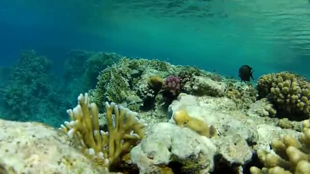 Schöne Koralle im roten Meer — Stockvideo