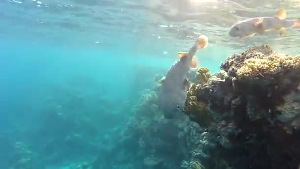 夏季、海洋、珊瑚礁 — 图库视频影像