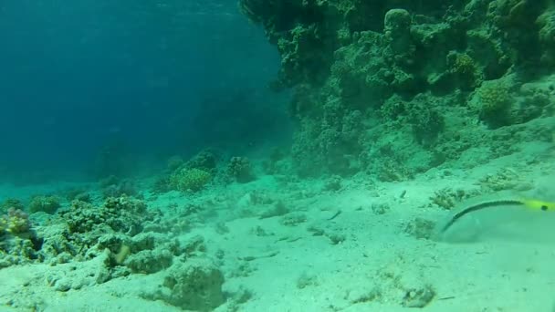 Rotes Meer. unter Wasser. — Stockvideo