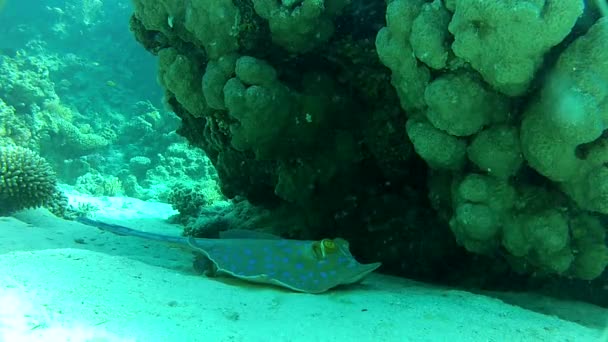 Piękne koralowe i tropikalne ryby. — Wideo stockowe