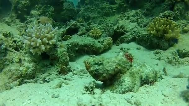 Monde sous-marin récif corallien et poissons exotiques — Video