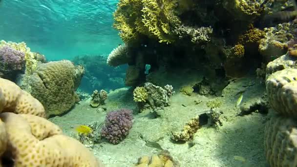 Onderwater rif van de rode zee. — Stockvideo