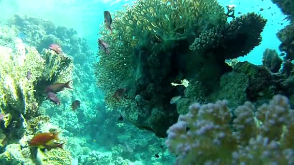 Подводная жизнь. Красивый коралловый риф . — стоковое видео