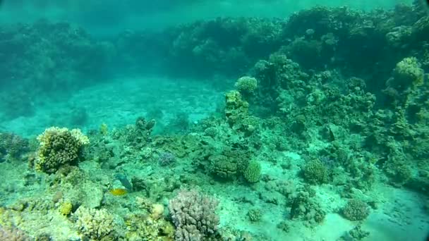 Korálový útes a exotická ryba pod vodou — Stock video