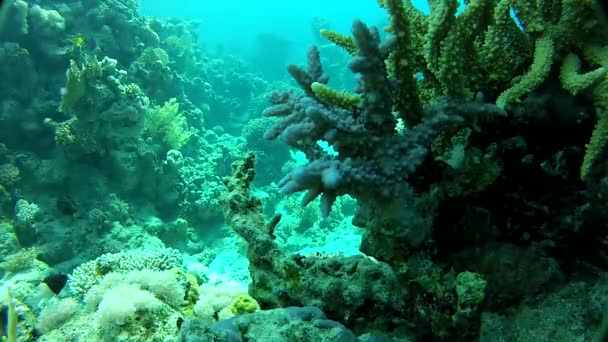 Panorama Reef, ondiep koraalrif — Stockvideo