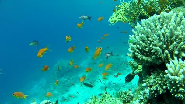 Море и кораллы — стоковое видео