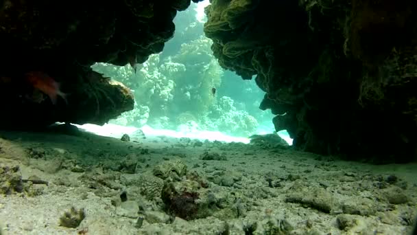 Чистая вода. Красивый коралловый риф . — стоковое видео