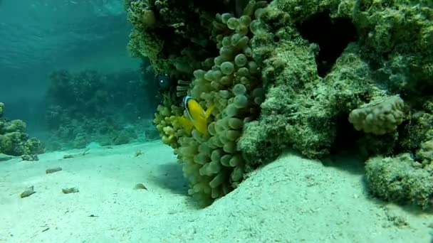 Colorful corals underwater house. — Stock Video