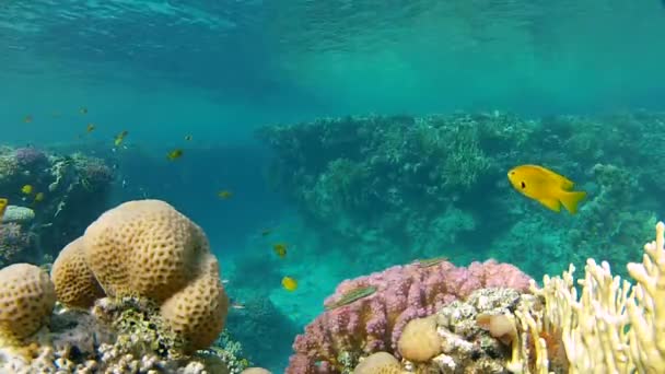 Mar Rojo, arrecife de coral — Vídeo de stock