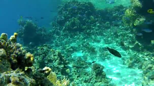 Exotische Fische, Unterwasserwelt in den Korallen, — Stockvideo