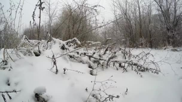 冬季 1 月的一天 — 图库视频影像