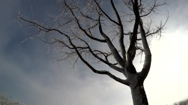 Dia de inverno em janeiro — Vídeo de Stock