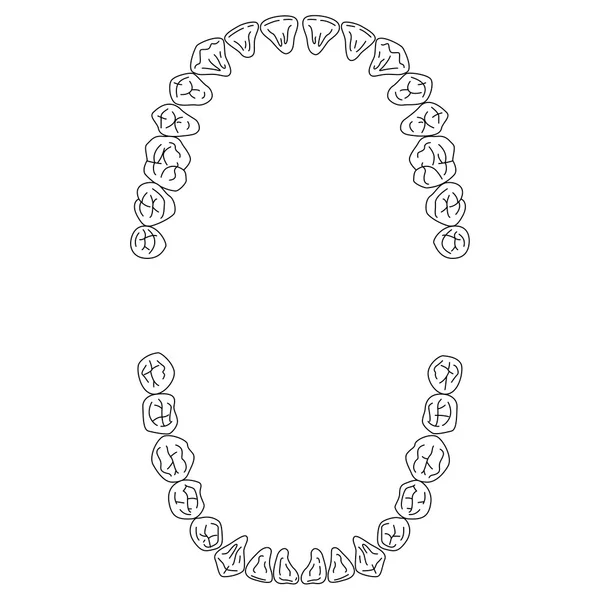 Ilustración del diente humano — Archivo Imágenes Vectoriales