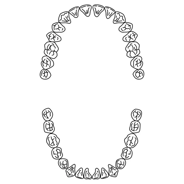 Ilustración del diente humano — Archivo Imágenes Vectoriales