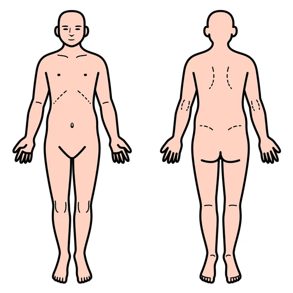 İnsan vücudunun ön ve arka