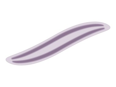 Xenoturbella gösterimi