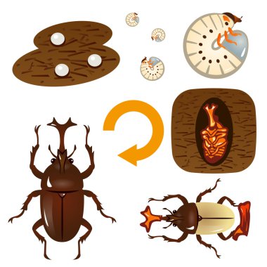 Growth cycle of the beetle clipart