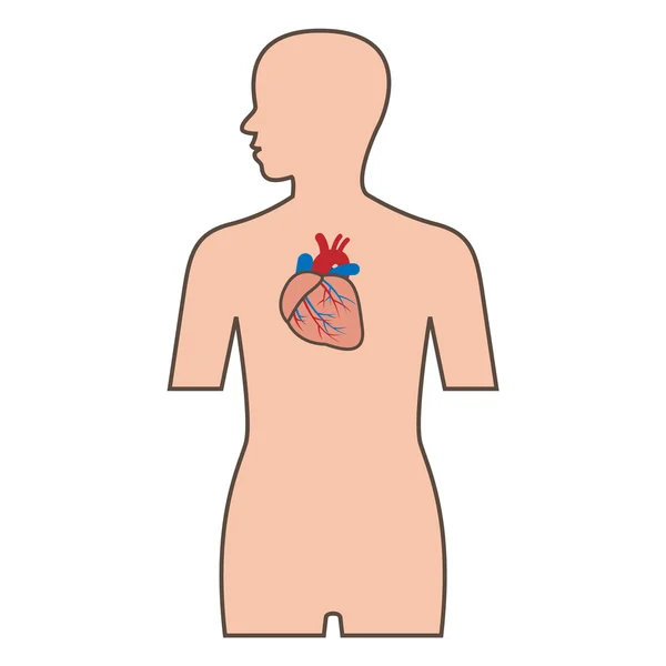 Ilustración del sistema cardiovascular — Vector de stock