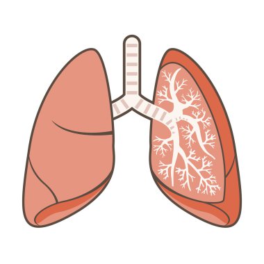 akciğerlere gösteren resim